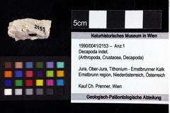 Foto (Objket + Etiketten) von Decapoda indet. 